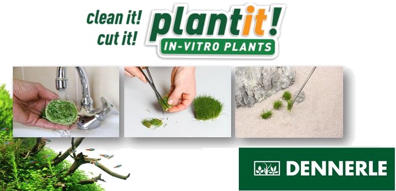 In-Vitro - water plants from the laboratory