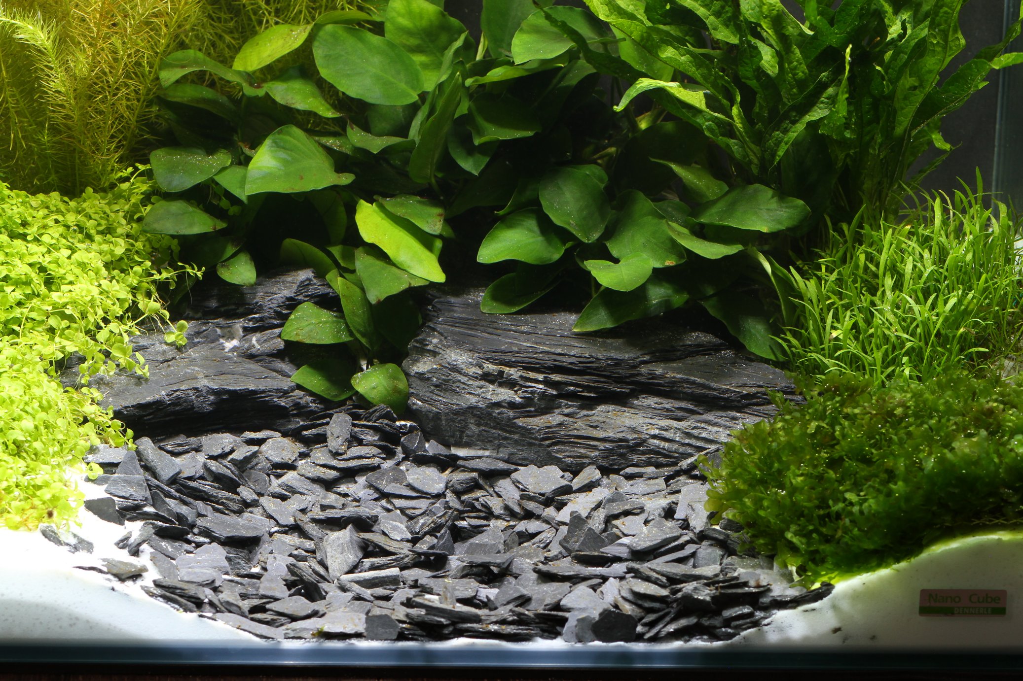 dennerle baikal natural gravel plantahunter quality plus size