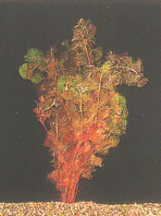 Rote Haarnixe