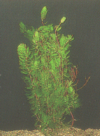 Hornkraut