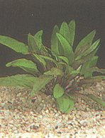 Petch`s Wasserkelch