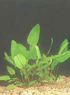Halbhoher Wasserkelch