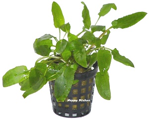 Gr�nbl�ttriger Wasserkelch