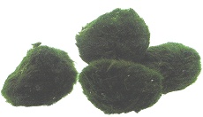 Russisches Algenmoos