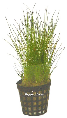 Zwergnadelsimse