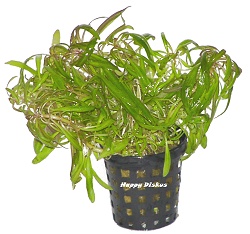 Sternrotala