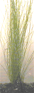 Lebendgeb�rende Nadelsimse