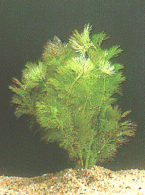 Riesenambulia