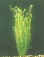 Brasilianisches Mooskraut