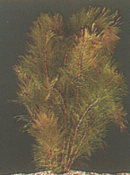 Rotes Tausendblatt