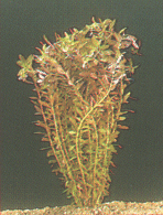 Kleinbl�ttrige Rotala