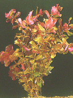 Gro�e Rotala