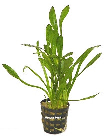 Zwergpfeilkraut