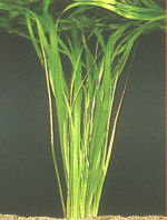 Riesenvallisnerie
