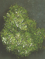Lebermoos