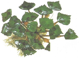 Wassernu�, gro�e tropische Form