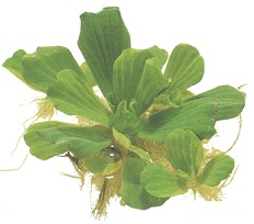 Muschelblume