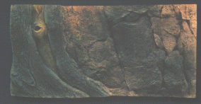 Back to Nature Amazonas 60 x 30 cm