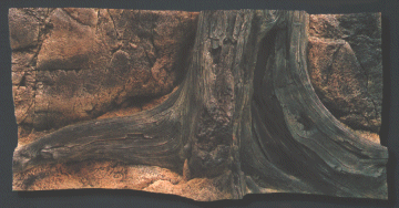 Back to Nature Amazonas 100 x 50 cm