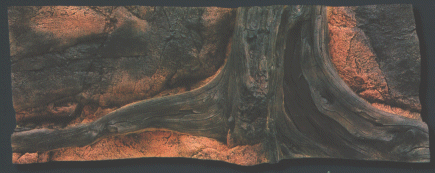 Back to Nature Amazonas 130 x 50 cm