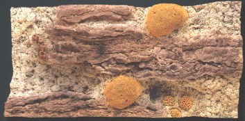 Back to Nature Red Sea 100 x 50 cm
