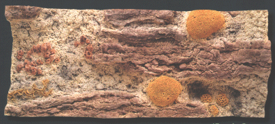 Back to Nature Red Sea 120 x 50 cm