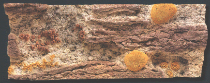 Back to Nature Red Sea 130 x 50 cm