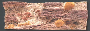 Back to Nature Red Sea 150 x 50 cm
