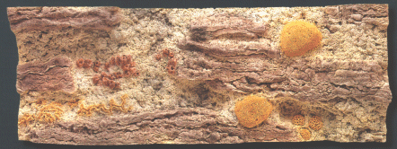 Back to Nature Red Sea 160 x 60 cm