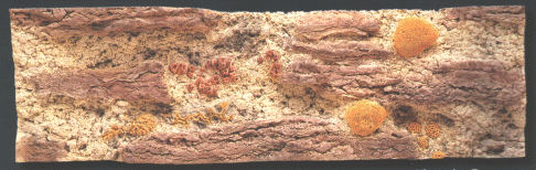 Back to Nature Red Sea 200 x 60 cm