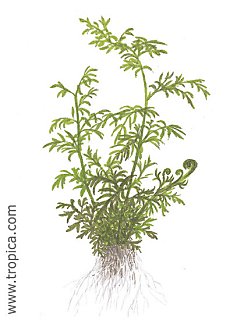 Ceratopteris thalictroides