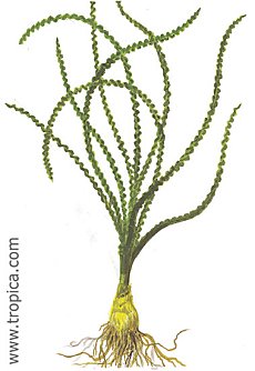 Crinum calamistratum