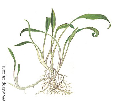 Cryptocoryne parva