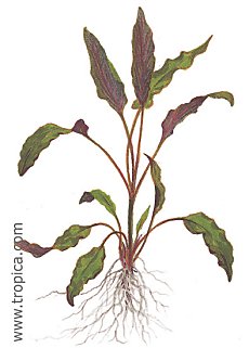 Cryptocoryne undulata
