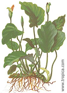 Cryptocoryne undulata -breitbl�ttrig-