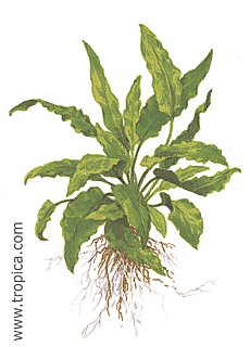 Cryptocoryne wendtii gr�n