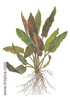 Cryptocoryne wendtii braun
