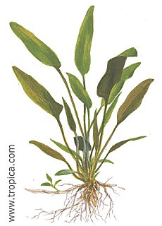 Cryptocoryne x willisii
