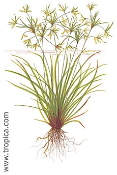 Cyperus helferi