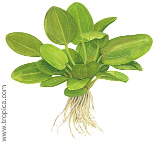 Echinodorus -Aquartica-