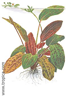 Echinodorus -Ozelot-