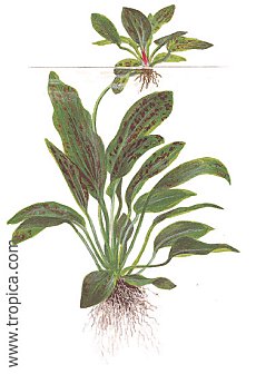 Echinodorus -Ozelot- grün