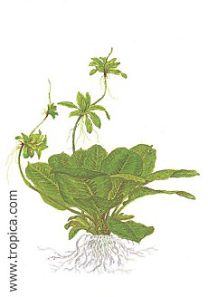 Echinodorus parviflorus -Tropica-