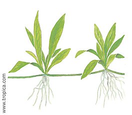 Echinodorus quadricostatus -magdalenensis-