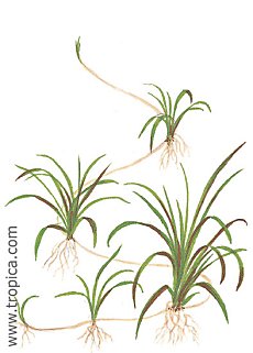 Echinodorus tenellus