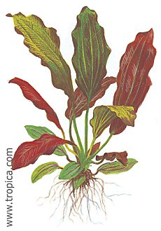 Echinodorus x barthii