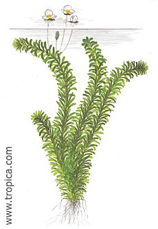 Egeria densa (Elodea)