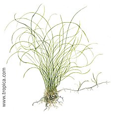 Eleocharis -parvula-