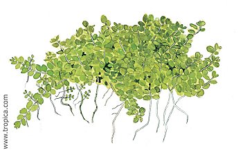 Hemianthus callitrichoides -Cuba-