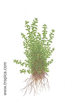 Hemianthus micranthemoides
